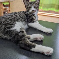ボブテールの白いくつ下履いた女の子　しおちゃん。 - 猫