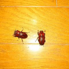 トカラノコギリクワガタ♀二匹