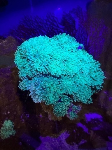 ツツマルハナサンゴ 蛍光グリーン 親株