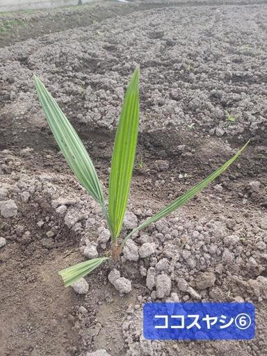 ココスヤシ♪⑥地植え【引き取り限定】