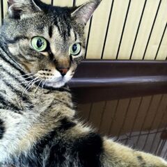 成猫キジトラのオス　正式譲渡決まりました。 - 上水内郡