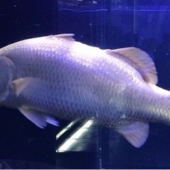 水槽引取❗️無料引取致します。熱帯魚引取もします。アロワナ、 - 一関市