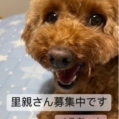 決定しました。皆さまありがとうございました！トイプードル 女の子