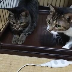 成猫キジトラのオス　正式譲渡決まりました。 - 里親募集