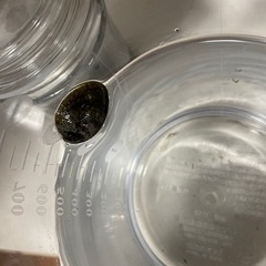 フネアマガイ　1匹