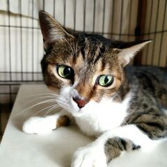成猫キジ白のメス　正式譲渡決まりました。 - 上水内郡