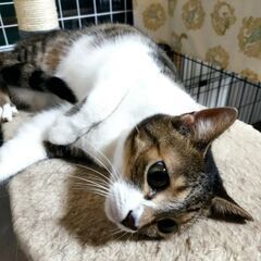 成猫キジ白のメス　正式譲渡決まりました。 - 猫