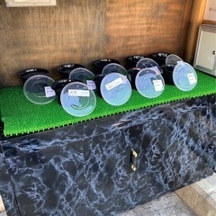 メダカ無人販売　