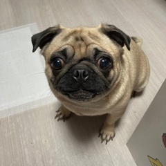 元気で活発な女の子です