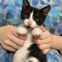 5兄妹 ハチワレ　ロッテくん