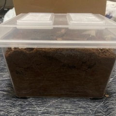 トカラノコギリ　幼虫10頭入り産卵セット