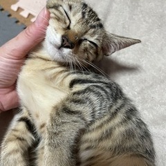 チビちゃんキュートな子猫です♪