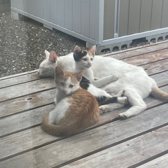 庭に住み着いた野良ちゃん