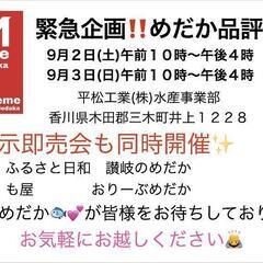 香川県メダカ品評会