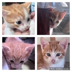 子猫　茶トラ　2匹