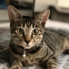キジトラ猫