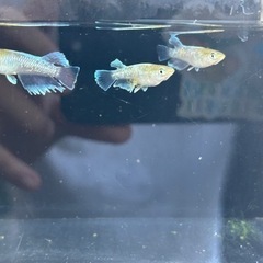 アクアリウム、メダカ