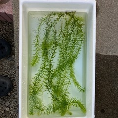 取引者決定【水草】アナカリス②　10本