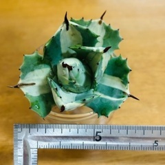 アガベ　王妃雷神錦
