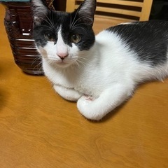 里親募集