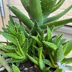 植物:アロエ