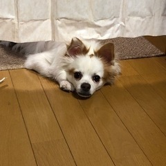 里親募集　犬のしつけが上手な方、どうぞ宜しくお願いします!
