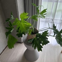 観葉植物 セローム