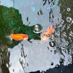 当歳らんちゅう　金魚の画像