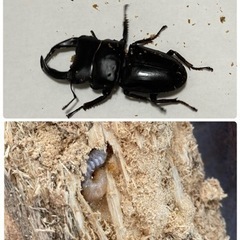 再値下げ❗️国産オオクワペア➕幼虫（割出し前の産卵木付❗️）