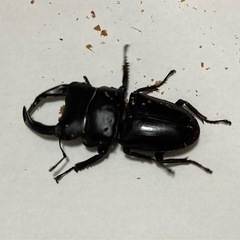 再値下げ❗️国産オオクワペア➕幼虫（割出し前の産卵木付❗️）の画像
