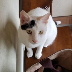 りんご猫のたまくん、病気知らず❗