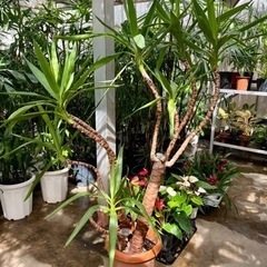 年季入りユッカ植え替え品の画像