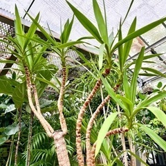 年季入りユッカ植え替え品