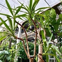 年季入りユッカ植え替え品の画像