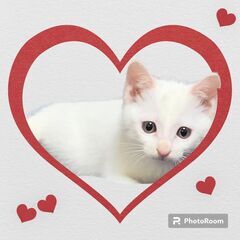 元気いっぱい❤イケメン子猫