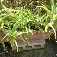 薬用アロエ　観葉植物