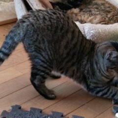 ☆キジトラのかなさ（愛）１１ヶ月
