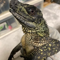 全生体里親決まりました/アンボイナホカケトカゲ
