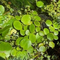 アマゾンフロッグビット🌱の画像