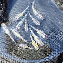 夜桜若魚　メダカ　10匹