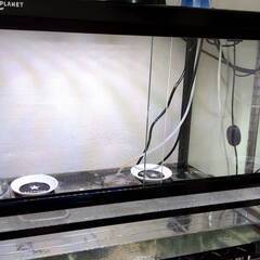 ワイルドプラネットの中古が安い！激安で譲ります・無料で