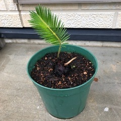 ソテツ①