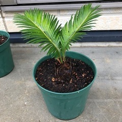 ソテツ②
