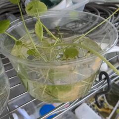 水草切れ端　3種類