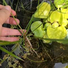 水草切れ端　3種類の画像