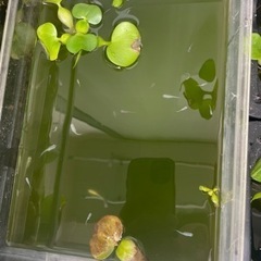 メダカの赤ちゃん多数
