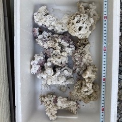 ライブロックＢ　レプリカの画像