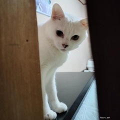 ツンデレ白猫あいり様、優しいお持ちで家族にしてください