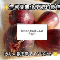 採れたてイチヂク(ドーフィン)無農薬無化学肥料
