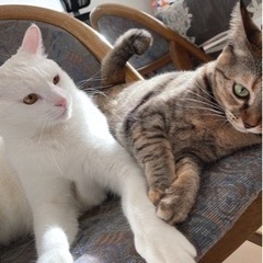 成猫2匹募集します（オスとメス）